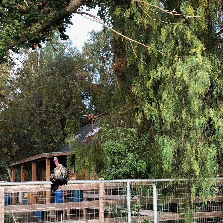 Villa Wine Country Private Working Sheep Farm; Rustic Elegance Temecula Esterno foto