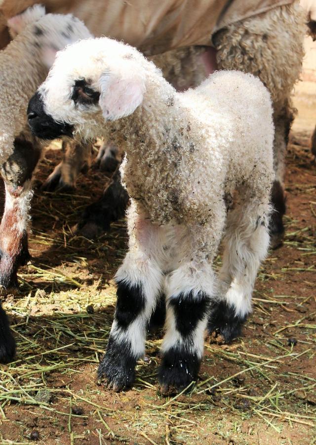 Villa Wine Country Private Working Sheep Farm; Rustic Elegance Temecula Esterno foto